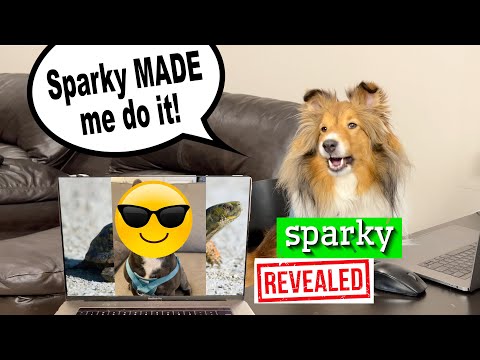 "Sparky MADE me DO IT!" 🐶😳 Sparky REVEALED! a Biscuit Talky on Cricket "the sheltie" Chronicles e184