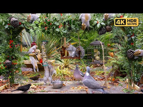 [NO ADS] Cat TV Christmas for Cats to Watch 🎄 Festive Birds & Squirrels 🎄 Bird Videos & Cat Games