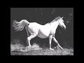 Two White Horses - Howlin'Dogs