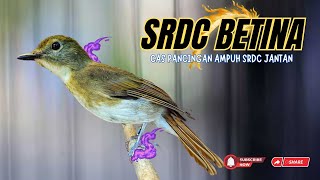 Download lagu CAS DULU BOSKU!! SRDC BETINA MEMANGGIL JANTAN PANCINGAN AMPUH mp3