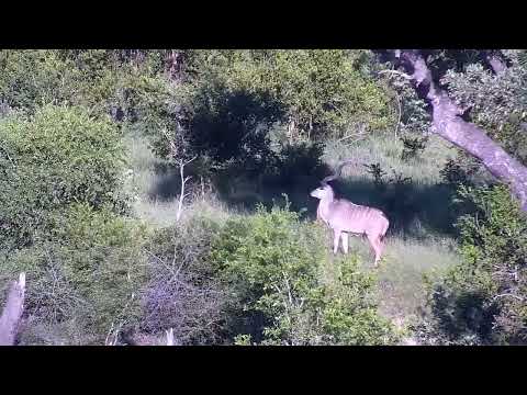 Djuma: Waterbuck bull and Kudu bull - 17:30 - 01/13/2023