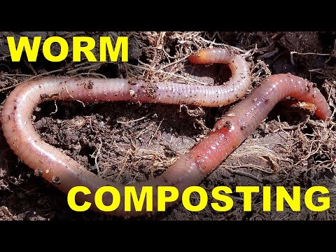 Worm Composting 101 A Sustainable Solution