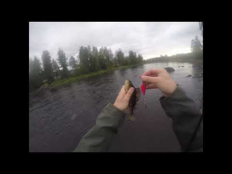 Jasu salama ahven selästä kiinni