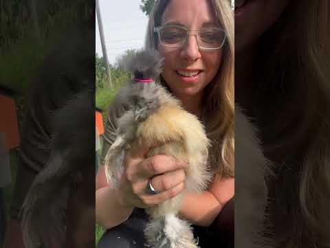 I’m so sorry. #silkies #silkie #silkiechicken #fluffychicken