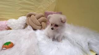 ハーフ犬の動画01