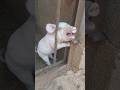 My head is stuck #cute #baby #viral #viralvideo #shorts