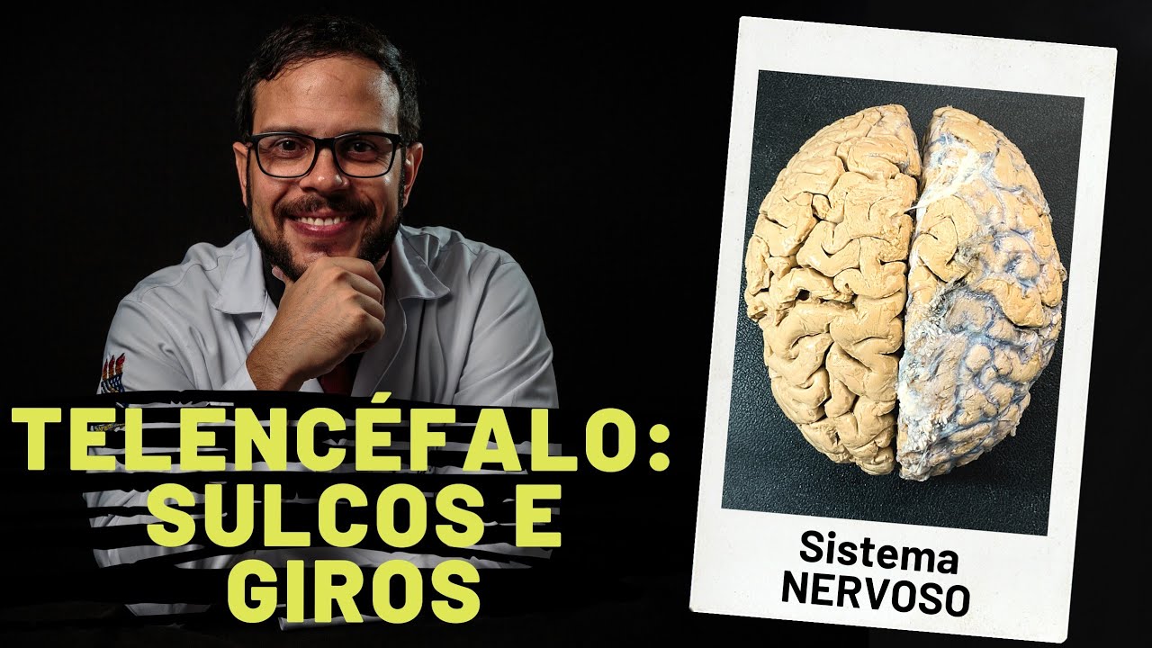 SISTEMA NERVOSO: TELENCÉFALO  (SULCOS E GIROS) - AULA PRÁTICA COM PROF. ANDRÉ OLIVEIRA