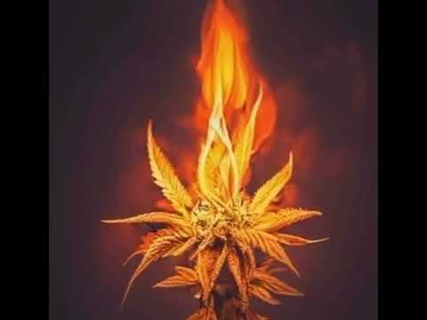 Tribe Wafu-Kikiwaka ft Made Wess x Muddah