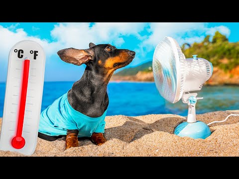 Dachshunds GO CRAZY When AC Breaks Down!