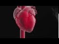 Role And Function Of The Heart