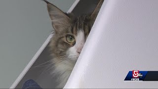 Must surrender a pet? Do it the right way