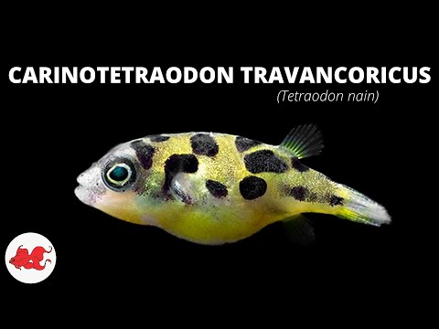 Tétraodon nain - Carinotetraodon travancoricus ✔