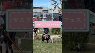 モスクワのペットフェスに行ってみた🐶
