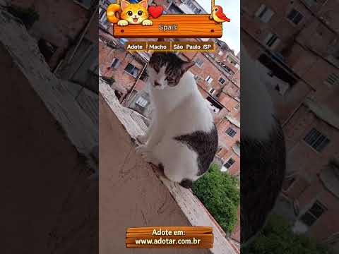Vídeo de Spaik