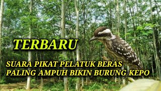 Download lagu suara pikat pelatuk beras terbaru. paling cepat mendapatkan burung pelatuk liar. mp3 Download lagu suara pikat pelatuk beras terbaru. paling cepat mendapatkan burung pelatuk liar. mp3