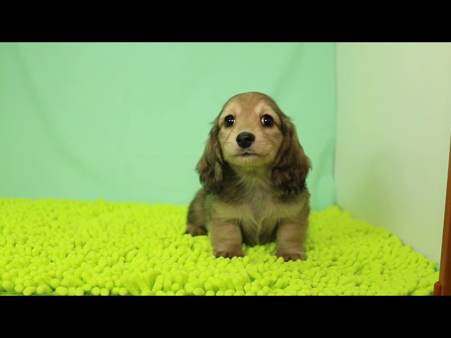 ブリーダー/ショップマロニエケンネル　MARRONNIER KENNELのダックスフンド・ミニチュア・ロングで番号が2707です