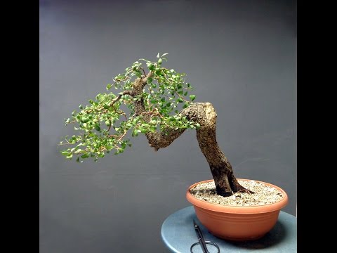 Pyrus spinosa Styling September 2015