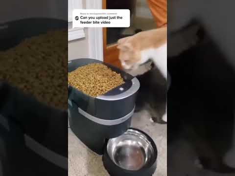 When Your Cat is Starving | TIKTOK COMEDY