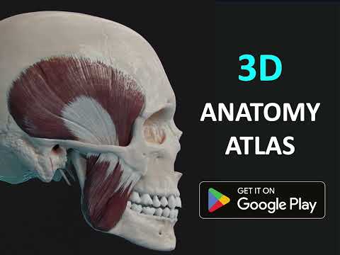 Anatomy 3D Atlas | Human Body