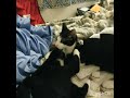 The Most DANGEROUS Tuxedo Cat Live For Fight Night
