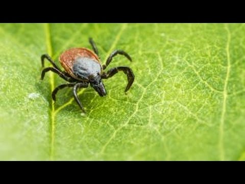 The Lyme disease debate