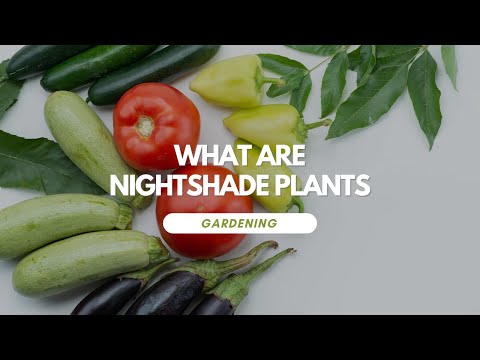 What Are Nightshade Plants