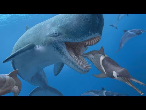 The Evolution of the Whale