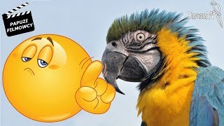 Ozi the Blue-and-Yellow Macaw - “Ozi, This Is Wrong!