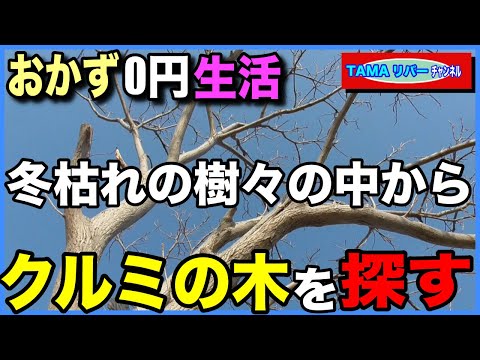 クルミの収穫と保存: 最良のヒント 庭の練習