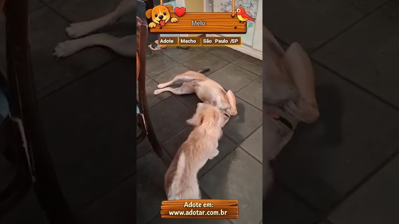 Cachorro raça SRD-ViraLata idade 1 ano nome Melo