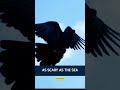 Pigeon Whatsapp Status Bangalore Pigeons Ms2 Pigeons