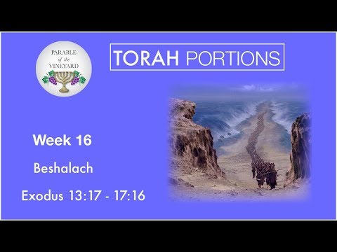 Torah Portions - Week 16 - Beshalach l בְּשַׁלַּח l “When He Let Go” - Exodus 13:17 - 17:16