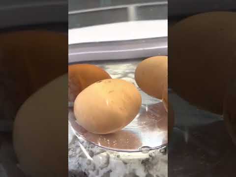 Egg Float Test