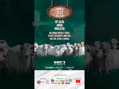 LEILÃO DE GADO AO VIVO / UMUARAMA - PR- Lances- (44) 9 9976-2930