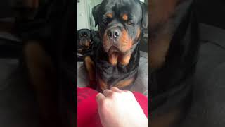 Don't Do that Again Mom 🤣😍 #Shorts #rottweiler