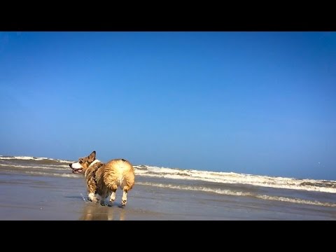 Chauncey and Fifi at the Beach