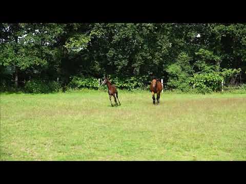 Raven x Rohdiamant Stutfohlen