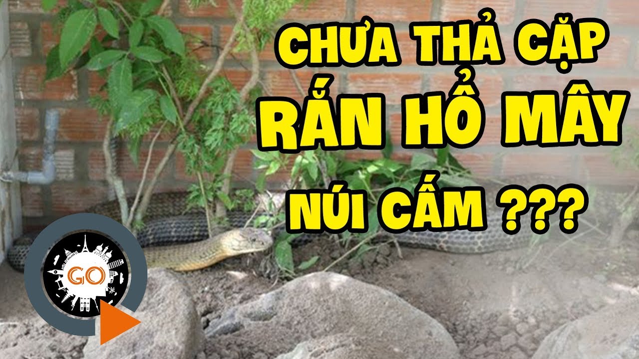 [TIN NÓNG]CẶP RẮN HỔ MÂY NÚI CẤM 60KG KHÔNG THẢ MÀ BÁN LẠI TRẠI RẮN ĐỒNG TÂM?| Snake Farm in VietNam