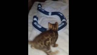 This Bengal baby is just too smart.