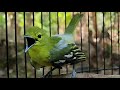 Pancingan Burung Sirtu Cipoh Jantan Gacor