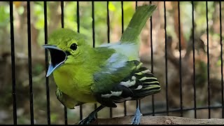 Download lagu (Pancingan) Burung sirtu cipoh jantan gacor mp3