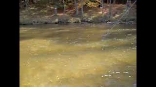 preview picture of video 'Salmon Fishing at the Pere Marquette'