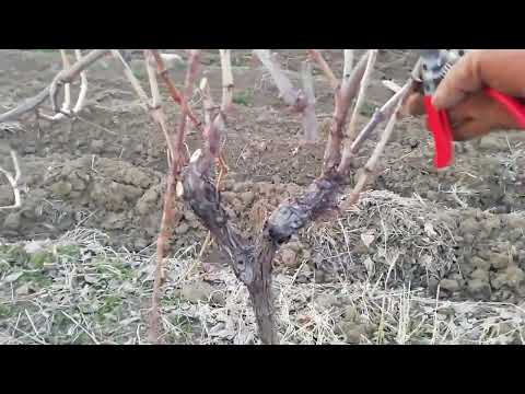 Grapevine pruning using the Guyot method