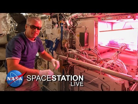 NASA : Veggie fait pousser les plantes dans l'espace