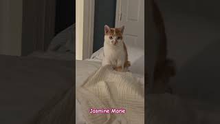 Jasmine Marie, The Tag Hunter