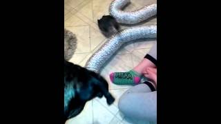 Great Dane playing with Chinchillas