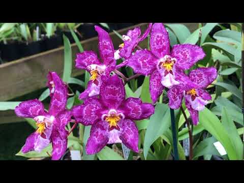 How to Care For and Repot Oncidium Orchids  - Potting Mix, Fertiliser, Watering, Diseases and Pests