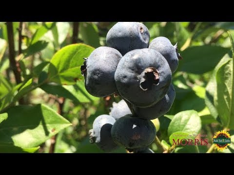 download lagu mp3 mp4 Pioneer Blueberry Farm, download lagu Pioneer Blueberry Farm gratis, unduh video klip Pioneer Blueberry Farm