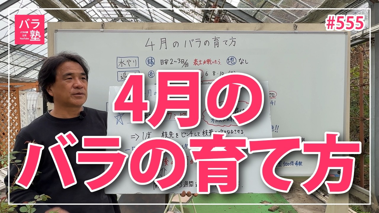 #555 4月のバラのお手入れ【バラの育て方：4月】