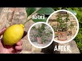 Italian Farmhouse Lemon Tree Pruning Le Marche Italy